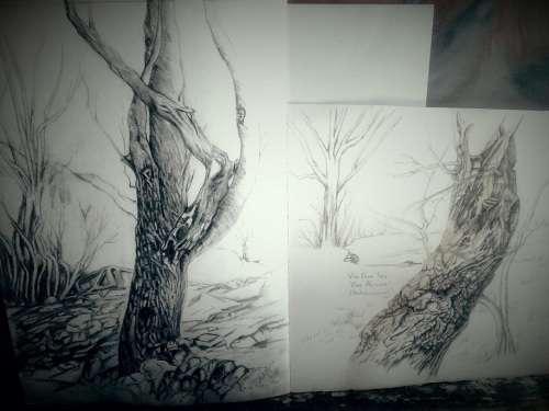 TREES.  wILD oLIVE tREE, AND OTHER.  gRAPHIC.Botanically correct. ..Not framed.