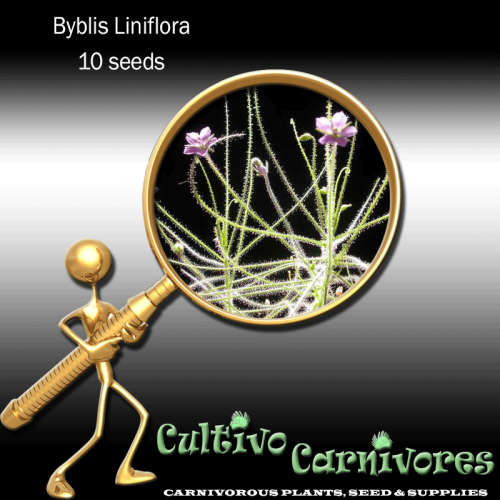 Byblis Liniflora | 10 seeds | Carnivorous Plants & Seeds (Rainbow Plant)
