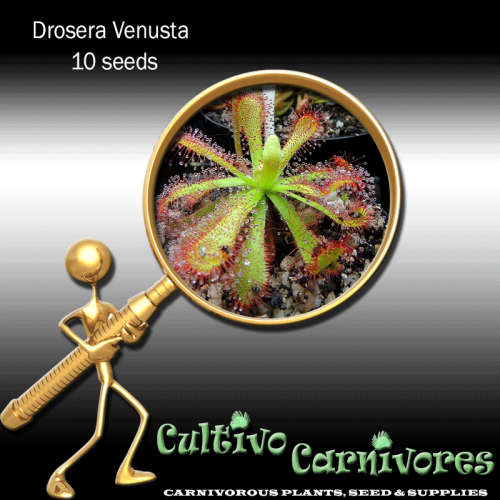 Drosera Venusta | 10 seeds | Carnivorous Plants & Seeds (Sundew)