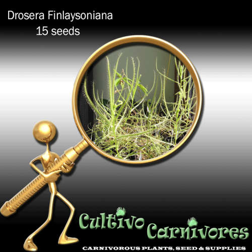 Drosera Finlaysoniana | 15 seeds | Carnivorous Plants & Seeds (Sundew)