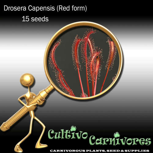 Drosera Capensis (Red form) | 15 seeds | Carnivorous Plant Seeds (Cape Sundew)