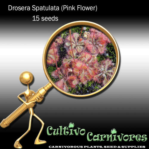 Drosera Spatulata (Pink Flower) | 15 seeds | Carnivorous Plant Seeds (Sundew)