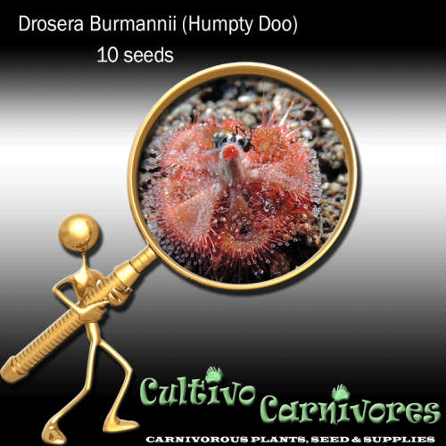 Drosera Burmannii (Humpty Doo) | 10 seeds | Carnivorous Plant Seeds (Sundew)