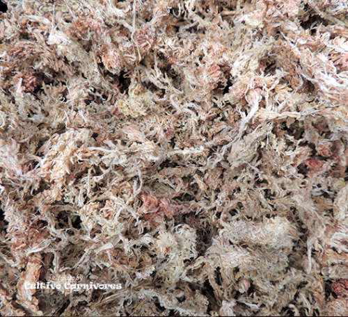 Long Fiber Sphagnum Moss | Orchid & Carnivorous plant growing media