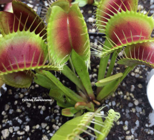 PROmix for Venus Flytrap / Dionaea Muscipula growing media | Premixed carnivorous plant soil