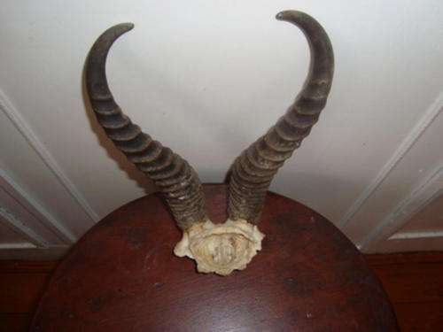 HORNS
