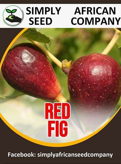 Red/Purple Fig Seeds