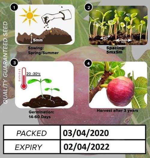 Red/Purple Fig Seeds