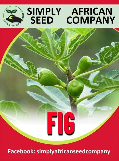 Fig Seeds