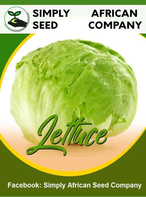 Lettuce Seeds