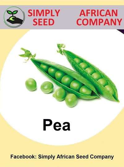 Pea Seeds