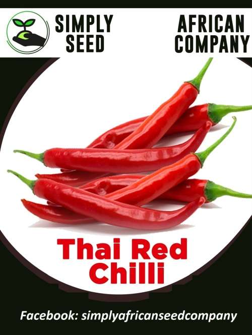 Thai Red Chilli Seeds