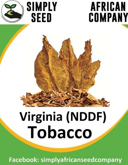 Tobacco (Virginia) NDDF Seeds
