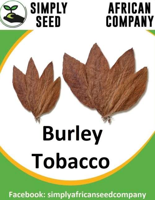 Tobacco Burley Seeds