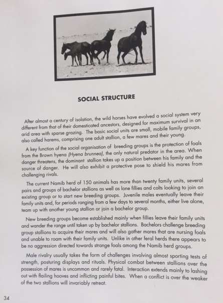 The Wild Horses of Namibia