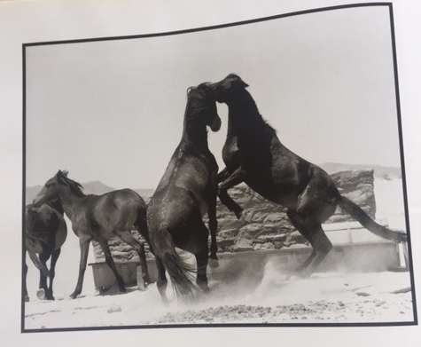 The Wild Horses of Namibia