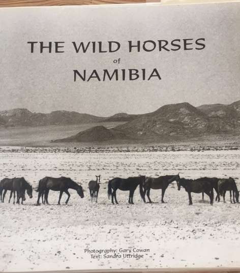 The Wild Horses of Namibia