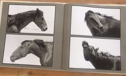 The Wild Horses of Namibia