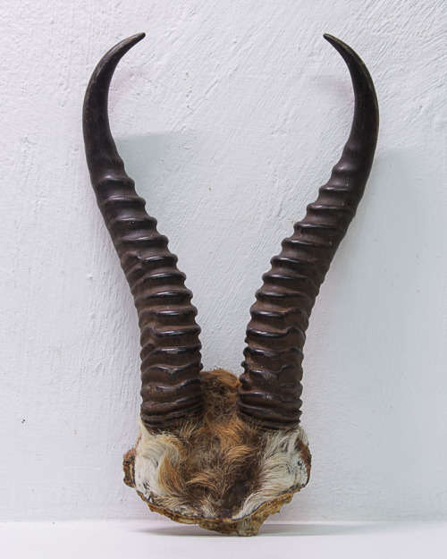 SPRINGBOK HORNS
