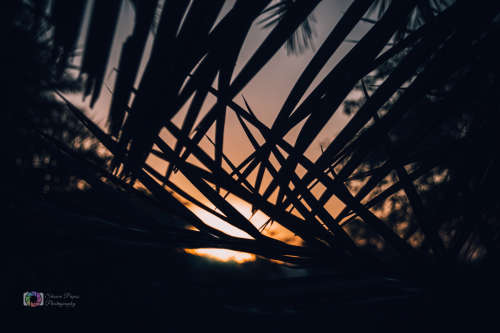 silhouette in nature