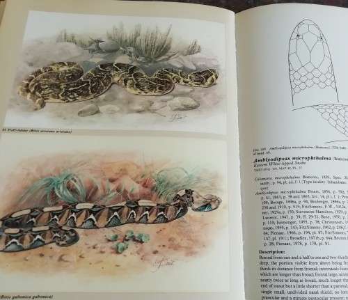 FitzSimons` Snakes of Southern Africa - Donald Broadley