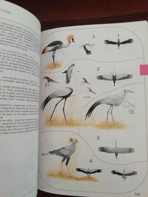 Sasol Voels van Suider-Afrika