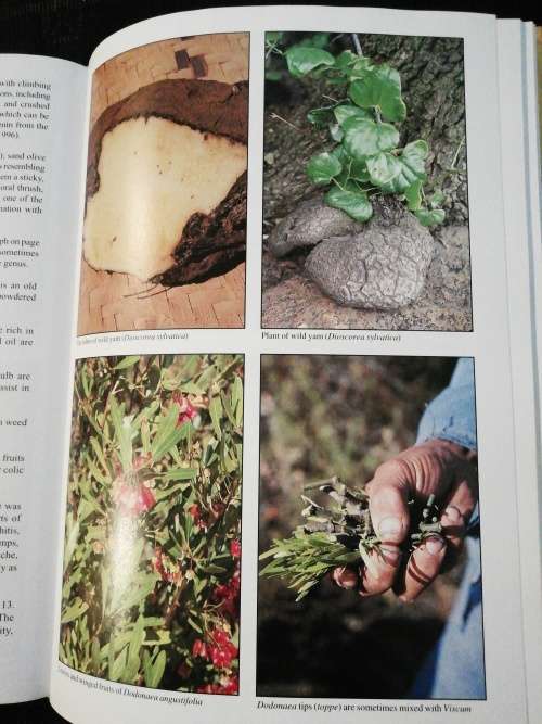 People`s Plants - A Guide to Useful Plants of Southern Africa - Ben-Erik van Wyk & Nigel Gericke