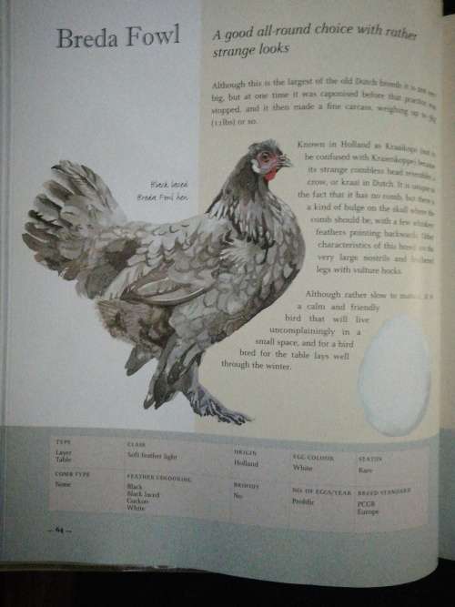 The Illustrated Guide to Chickens: How to Choose Them, How to Keep Them / Celia Lewis