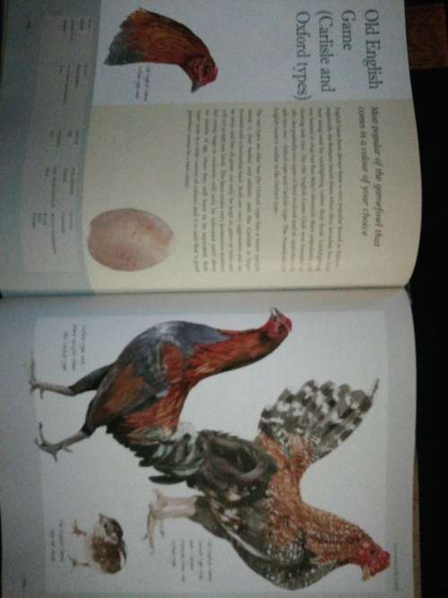 The Illustrated Guide to Chickens: How to Choose Them, How to Keep Them / Celia Lewis