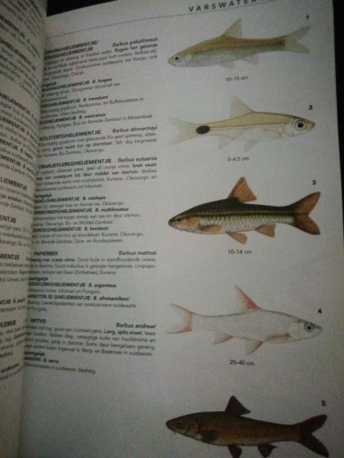 Die NATUURLEWE van SUIDER-AFRIKA / Vincent Carruthers