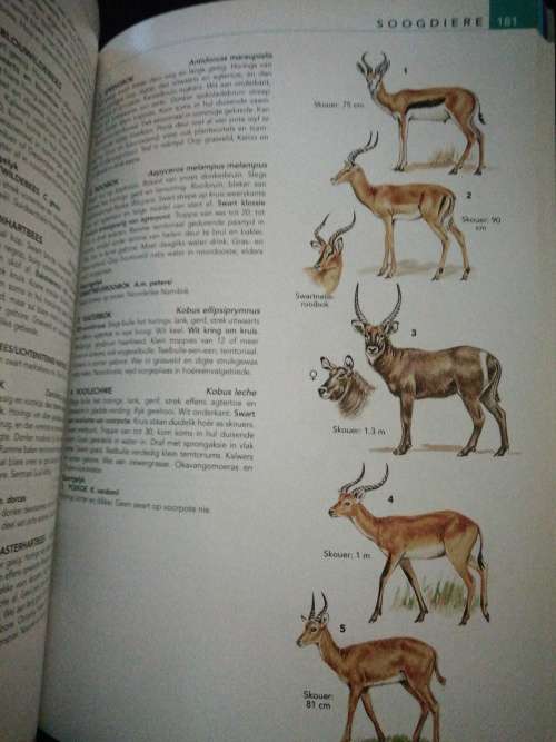 Die NATUURLEWE van SUIDER-AFRIKA / Vincent Carruthers