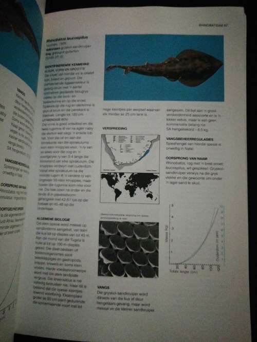 `n Gids tot Die Algemene Seevisse van Suider-Afrika / Rudy van der Elst
