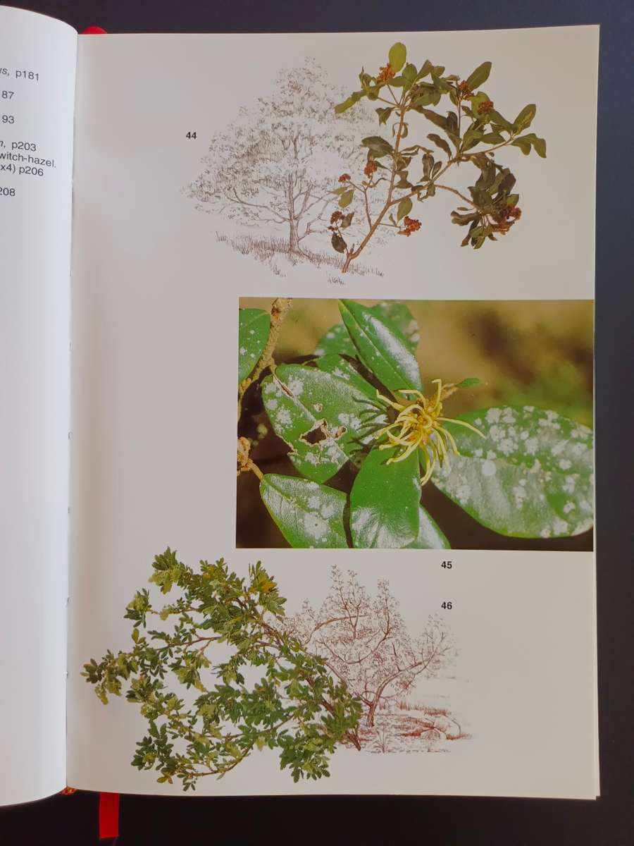 Trees of Southern Africa / Keith Coates Palgrave