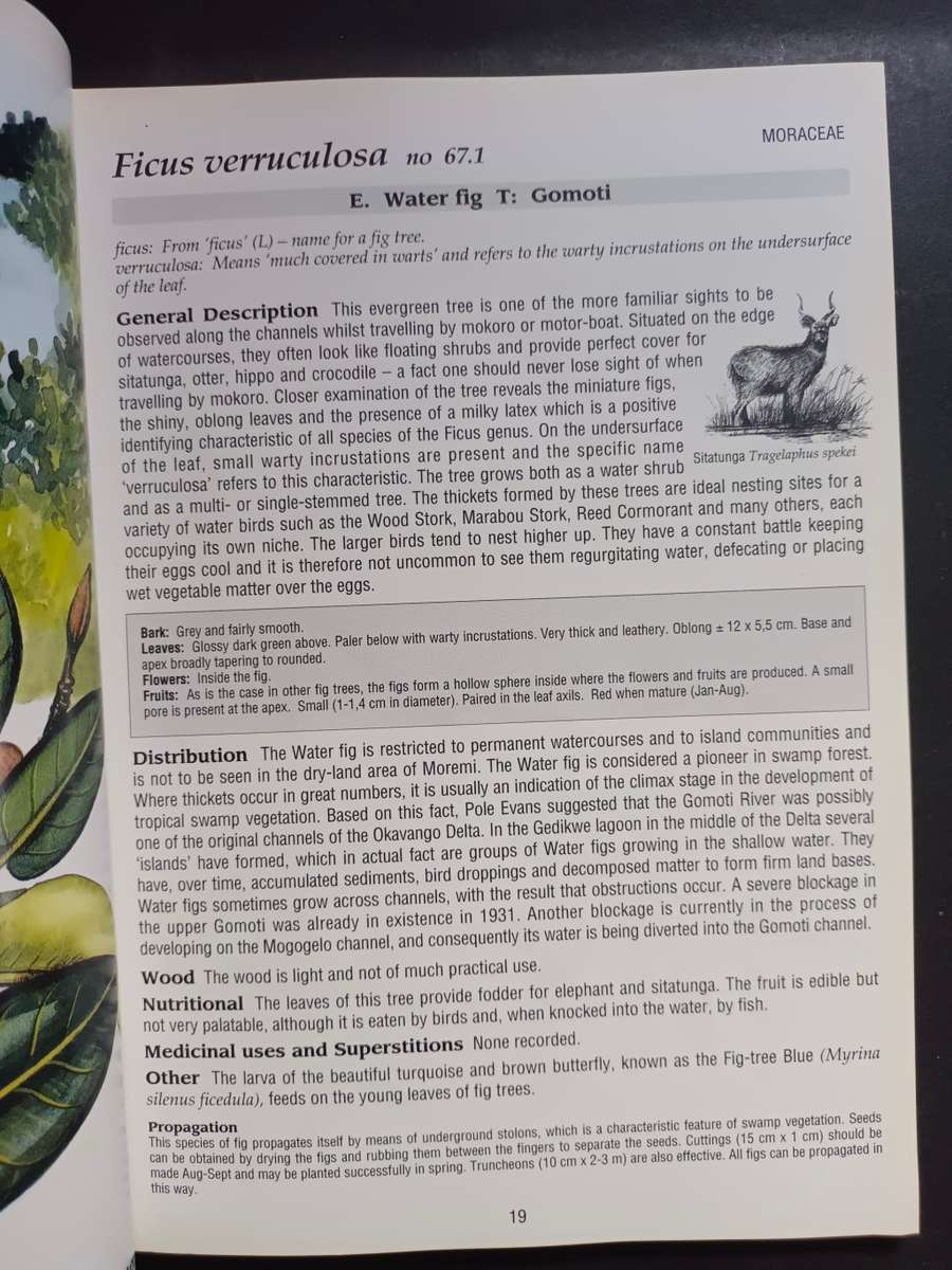 The Shell Field Guide to the Common Trees of the Okavango Delta and Moremi Game Reserve / V. Roodt