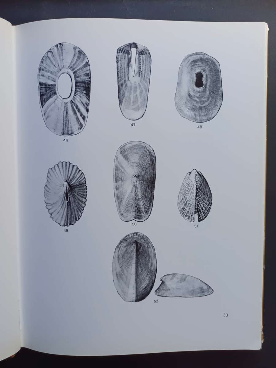 SEA-SHELLS of Southern Africa - Gastropods / Brian Kensley