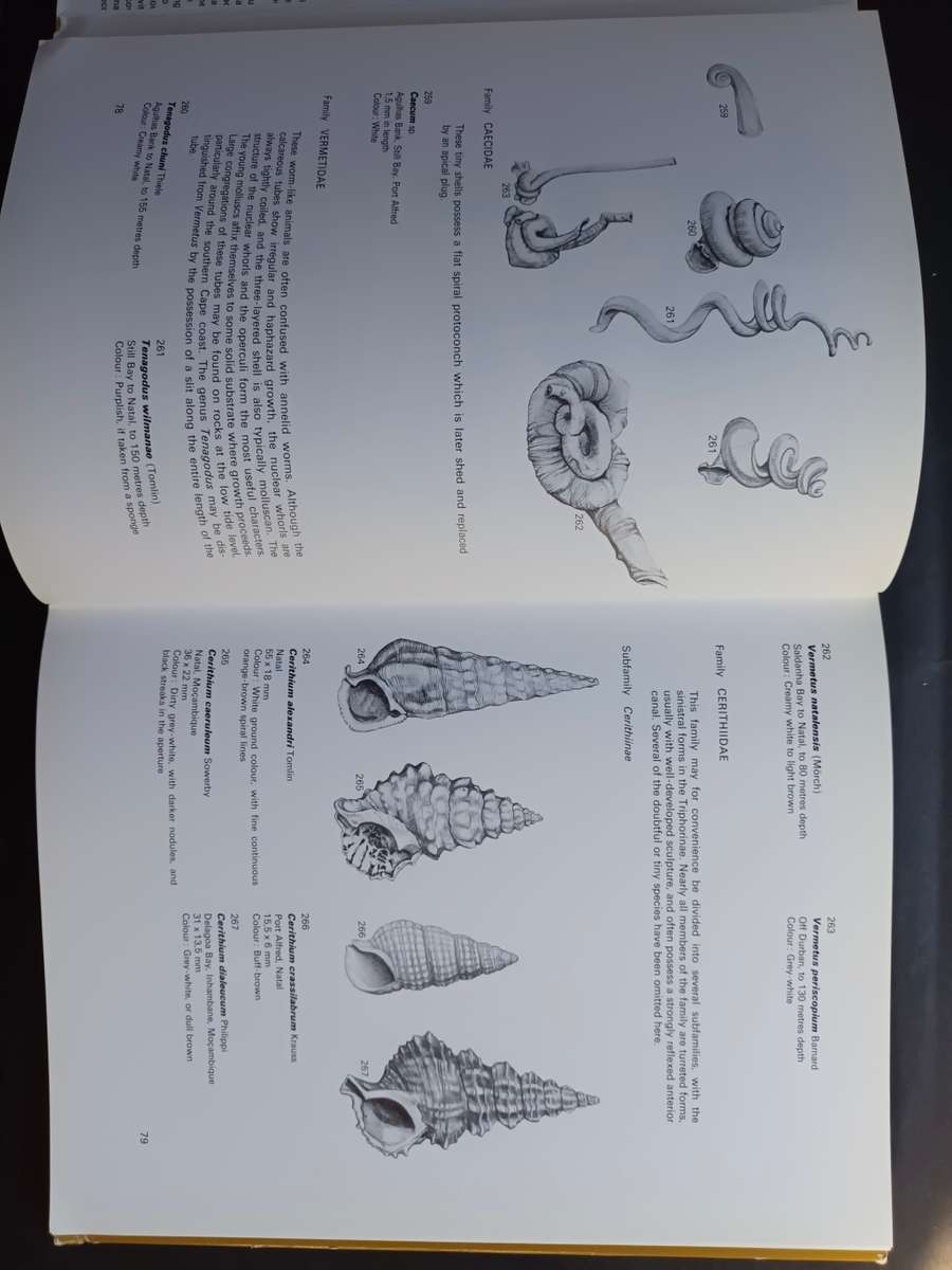 SEA-SHELLS of Southern Africa - Gastropods / Brian Kensley