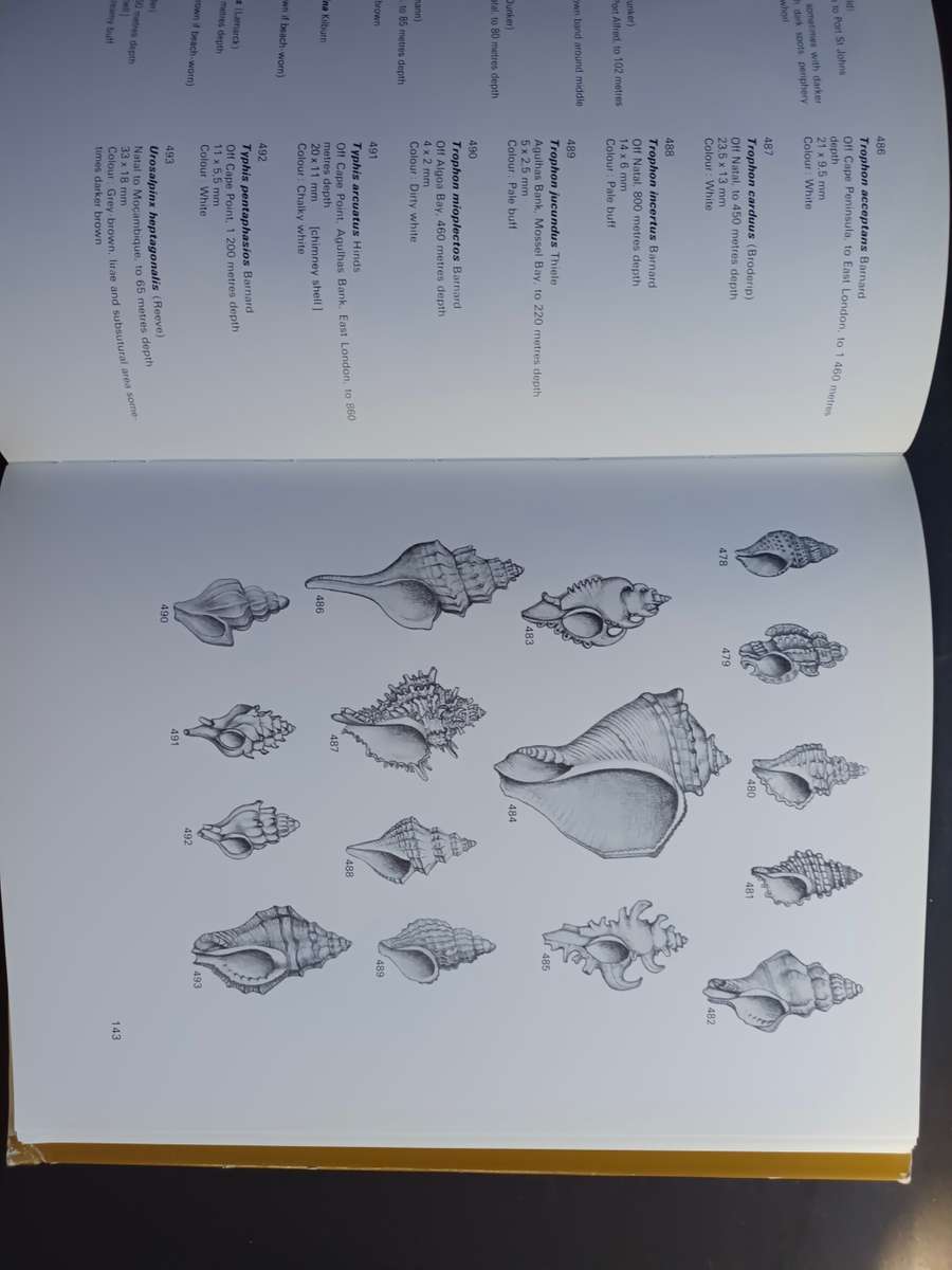 SEA-SHELLS of Southern Africa - Gastropods / Brian Kensley