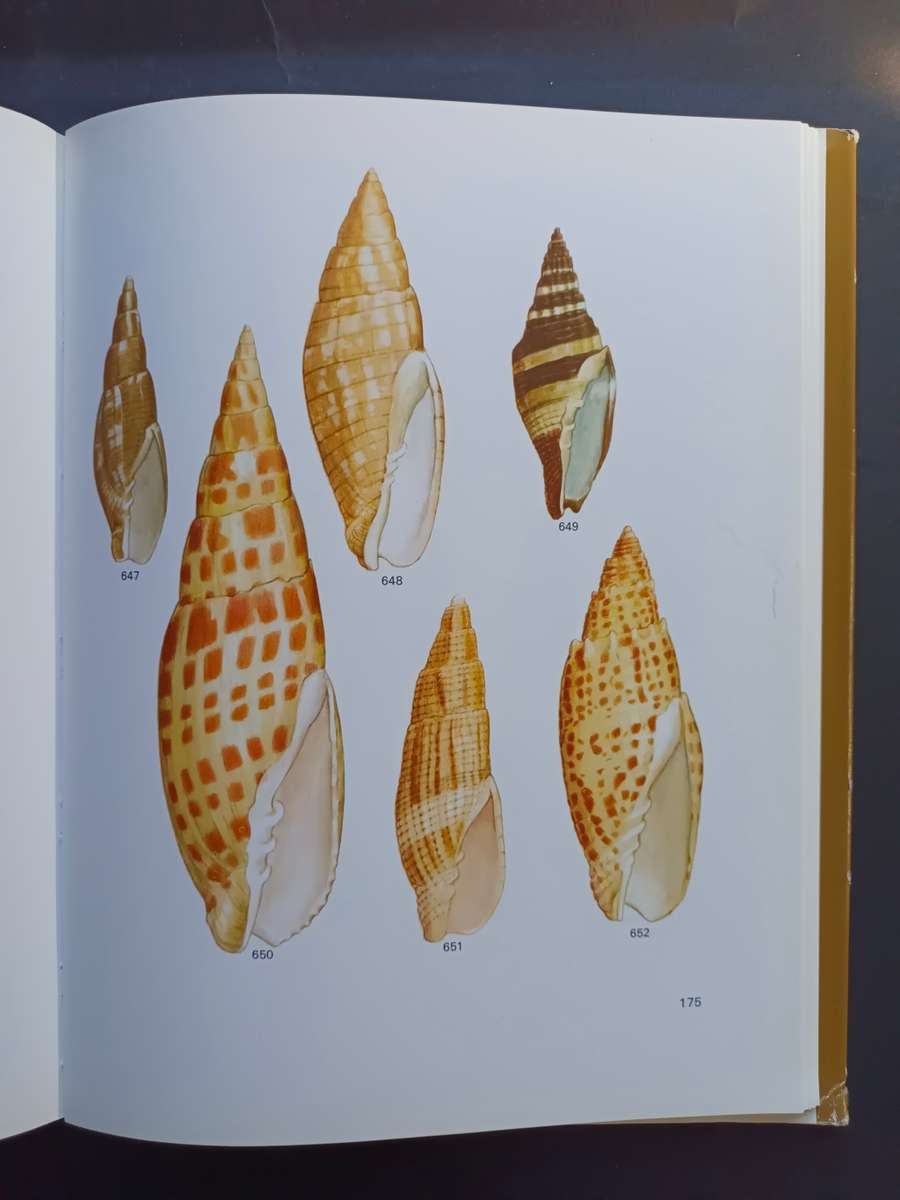 SEA-SHELLS of Southern Africa - Gastropods / Brian Kensley