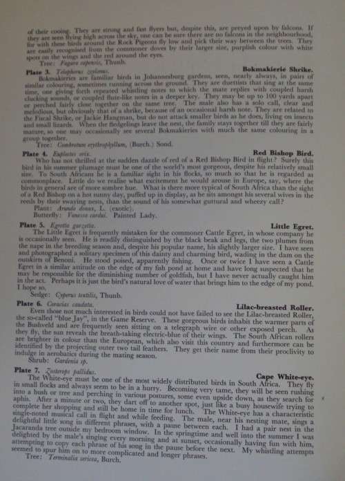 First Folio of South African Birds - 12 Colour Plates (signed)