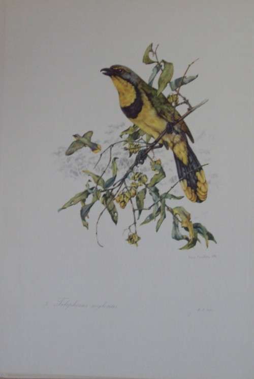 First Folio of South African Birds - 12 Colour Plates (signed)