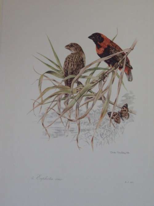 First Folio of South African Birds - 12 Colour Plates (signed)