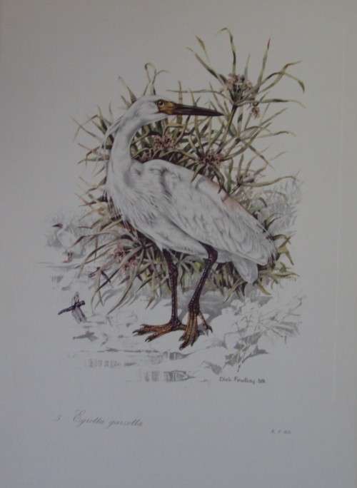 First Folio of South African Birds - 12 Colour Plates (signed)