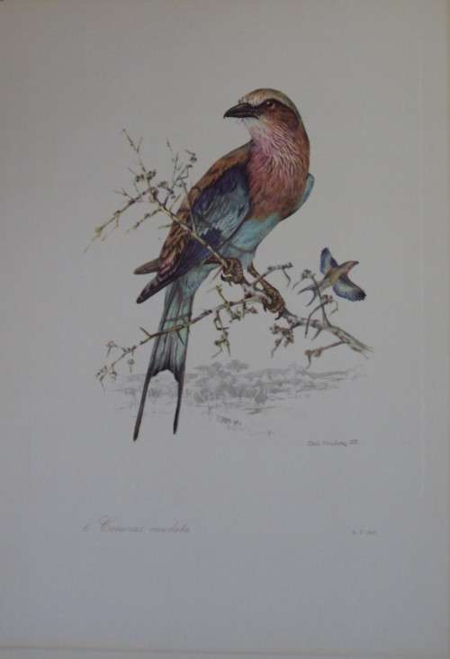 First Folio of South African Birds - 12 Colour Plates (signed)