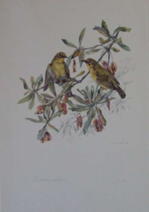 First Folio of South African Birds - 12 Colour Plates (signed)