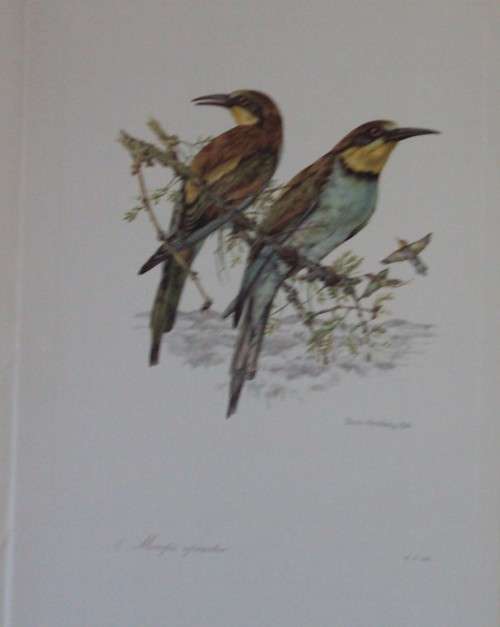First Folio of South African Birds - 12 Colour Plates (signed)