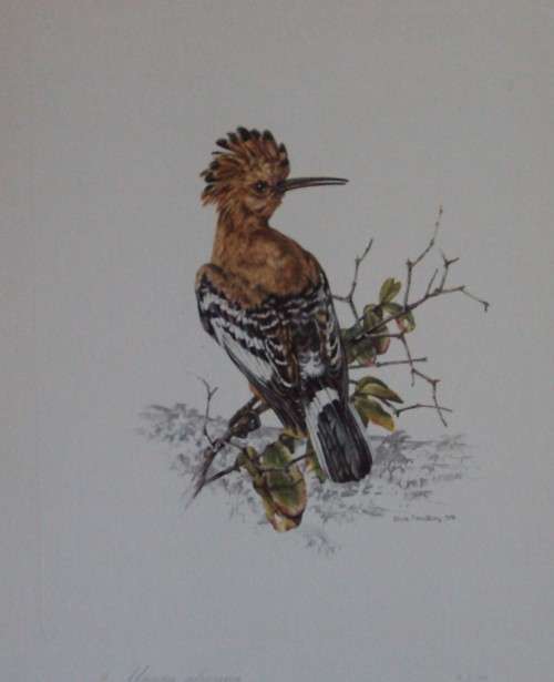 First Folio of South African Birds - 12 Colour Plates (signed)