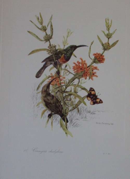 First Folio of South African Birds - 12 Colour Plates (signed)