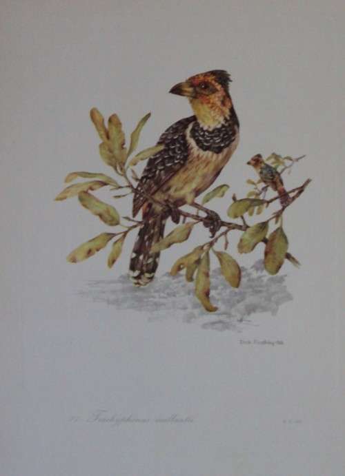 First Folio of South African Birds - 12 Colour Plates (signed)