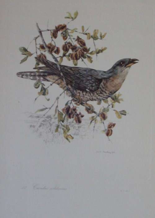 First Folio of South African Birds - 12 Colour Plates (signed)