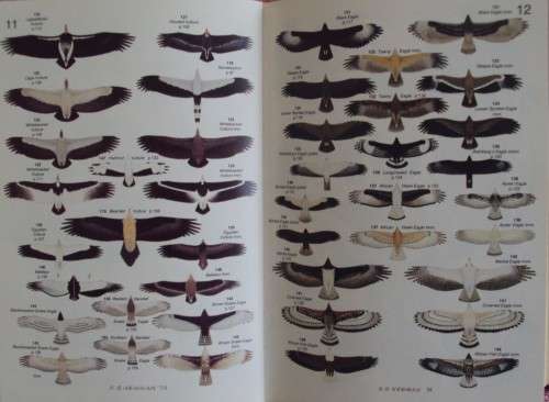 Roberts' Birds of Southern Africa -  Gordon Lindsay Maclean